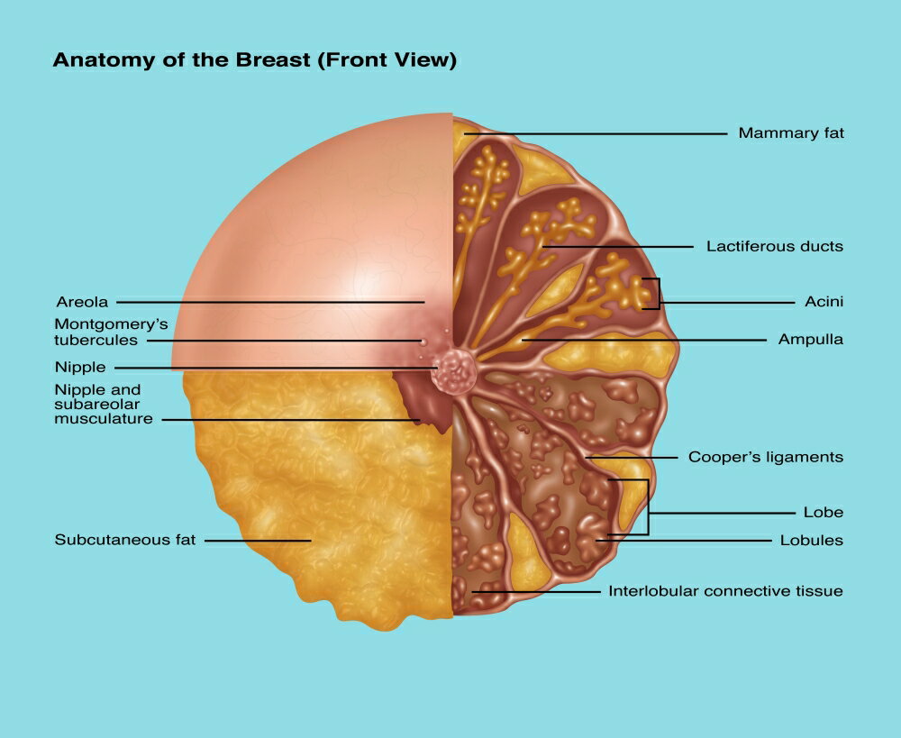 posterazzi-breast-anatomy-illustration-rolled-canvas-art-gwen