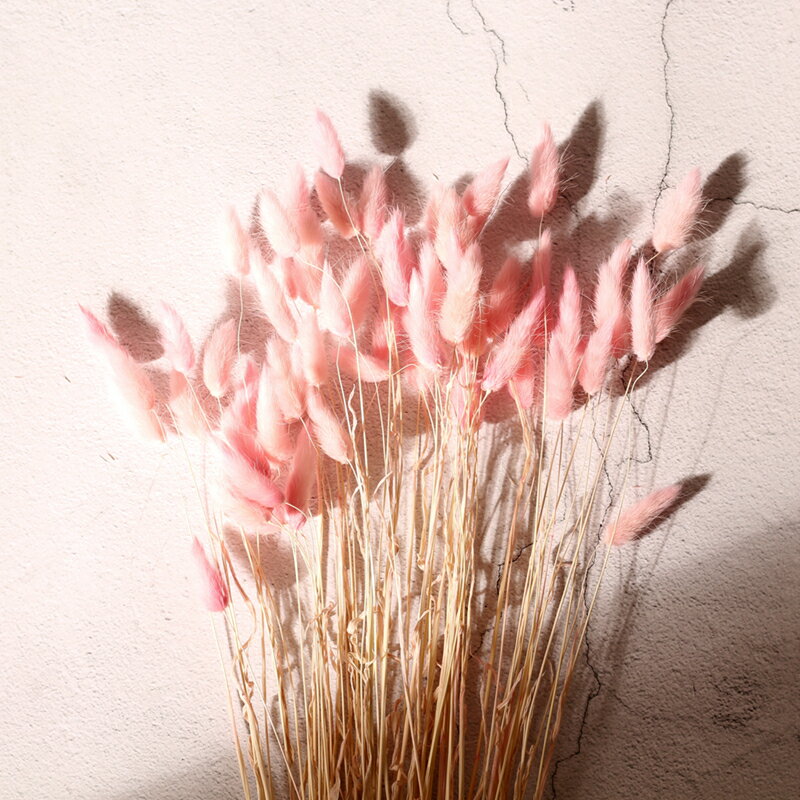 兔尾草原生態家居裝飾擺設藝術干花干草兔尾草拍攝道具小兔尾 1