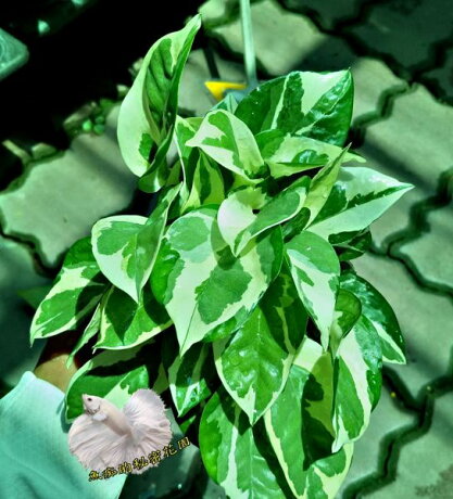 白金葛迷彩綠蘿水耕植物 需自備花器室內佳需自備花器 魚痴的秘密花園 Rakuten樂天市場 白金葛迷彩綠蘿水耕植物 需自備花器室內佳需自備花器 魚痴的秘密花園 Rakuten樂天市場