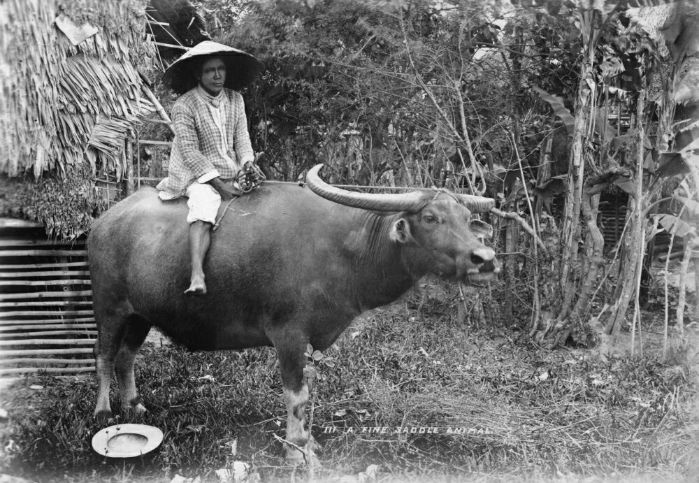 Posterazzi Philippines C1900 Na Filipino Farmer Riding A Carabao In