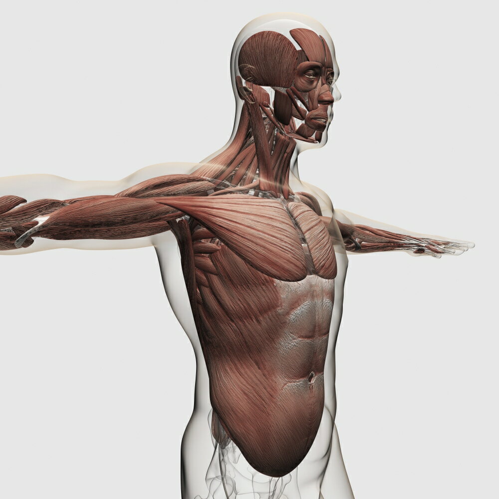 Posterazzi: Anatomy of male muscles in upper body side view Stretched