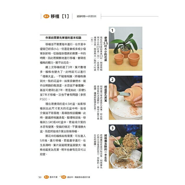 全年度蝴蝶蘭栽培基礎書 4