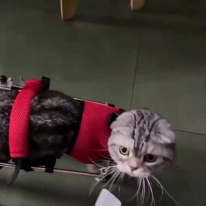 貓咪輪椅車癱瘓骨折寵物后腿脊椎受傷康復訓練車后肢殘疾代步推車
