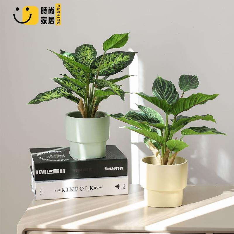 【時尚家居】 新款模擬萬年青盆景 花盆擺件 綠植綠葉 室內客廳植物家居桌面盆栽 包郵 現貨現發
