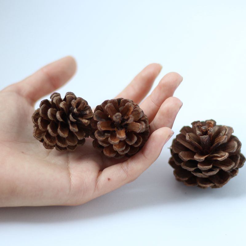 10個小松果天然植物 拍照道具攝影背景裝飾果子松果樹葉圣誕裝飾 4