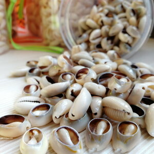 【海底洋】天然貝殼海螺錢幣金邊切片微景觀飾品服飾配件手工材料