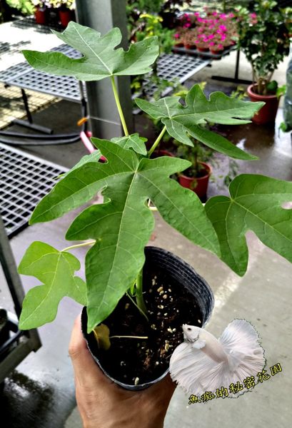 3.5吋盆[紅妃木瓜盆栽矮種木瓜苗] 換大盆子或種地上才能長大開花結果 