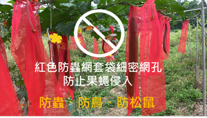 紅色絲瓜網套袋，22.5cm寬，各種不同長度，500網目/圓周、超細網目，大多數昆蟲無法看到紅色，可以避免昆蟲發現和接近包裝的物品、防止果蠅叮咬。