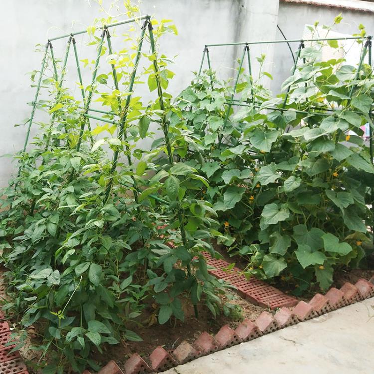 爬藤架種菜架子園藝花架花園陽臺花爬架植物豆角黃瓜架葡萄架戶外 「店長推薦」