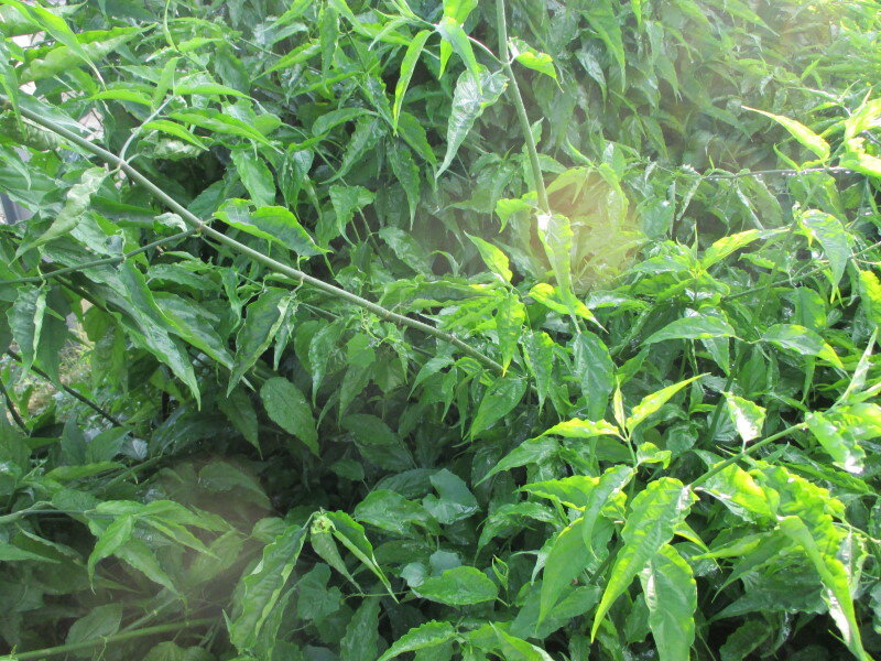 憂遁草葉子含老梗(沙巴蛇草葉子含老梗)台灣種植