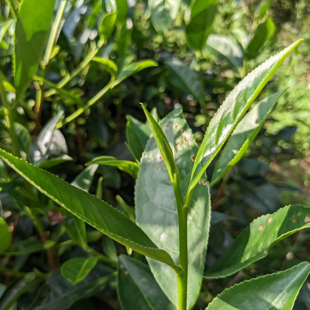 甘明禮盒台灣原生種山茶紅茶(50克x2盒/禮盒) | 甘明職人紅茶| 樂天市場