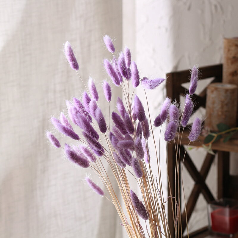 兔尾草原生態家居裝飾擺設藝術干花干草兔尾草拍攝道具小兔尾 3