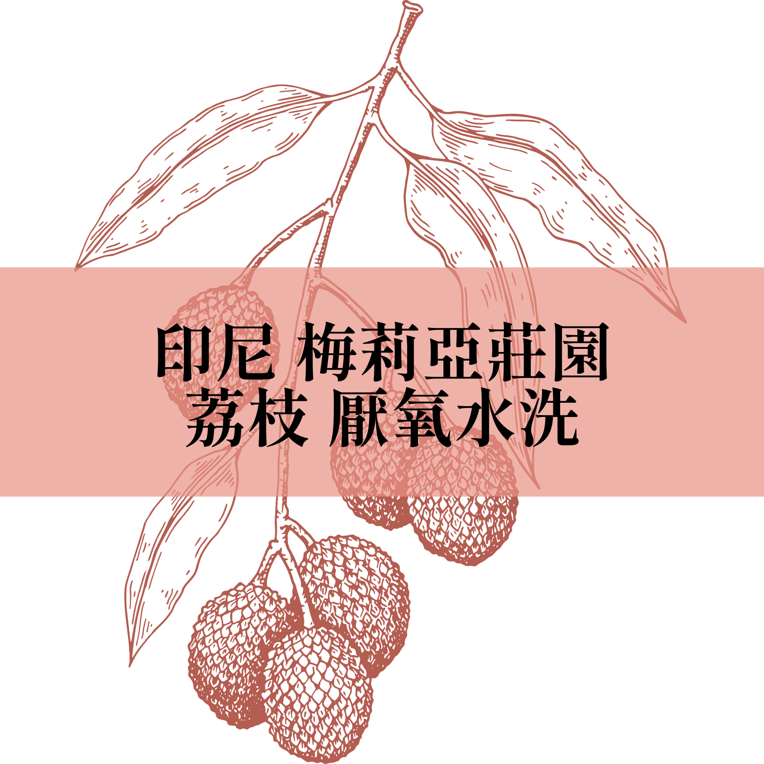 【咖啡匙 咖啡豆】印尼 梅莉亞莊園 荔枝 厭氧水洗 120克/包（約1/4磅）