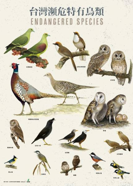 臺灣瀕危特有鳥類手繪海報【城邦讀書花園】