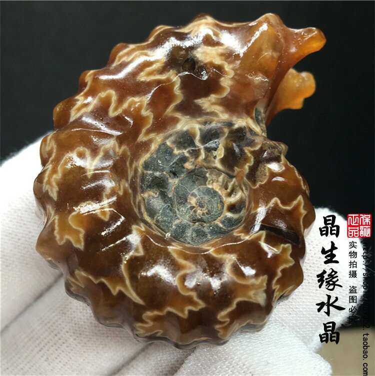 天然羊角螺化石菊石化石原石標本 古生物化石招財轉運多款可選