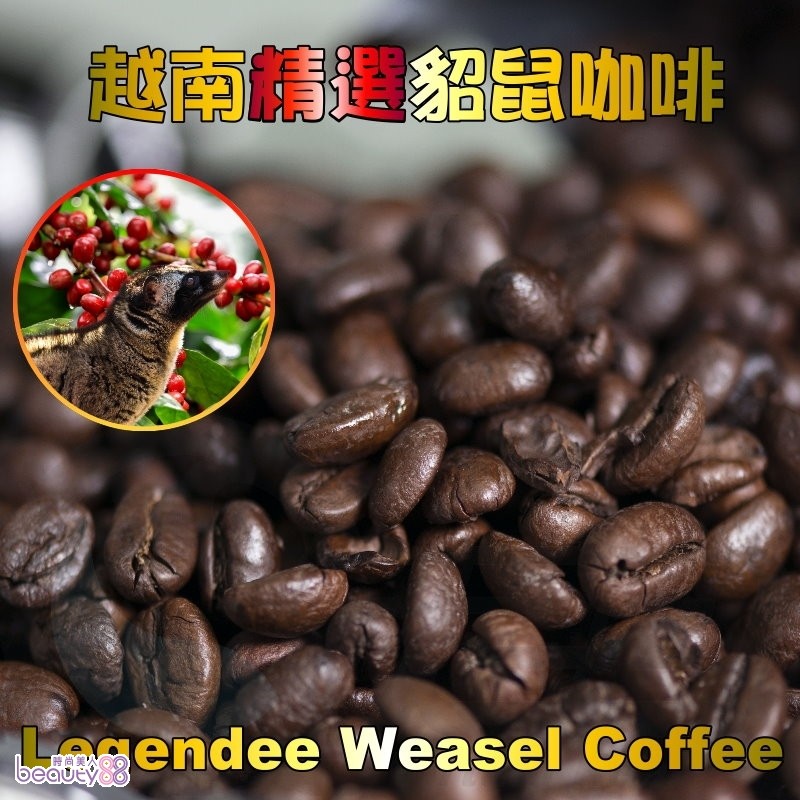 ㊣越南進口 精選貂鼠咖啡豆(500g/包)*2 限量加贈原裝進口不銹鋼越南滴滴壺
