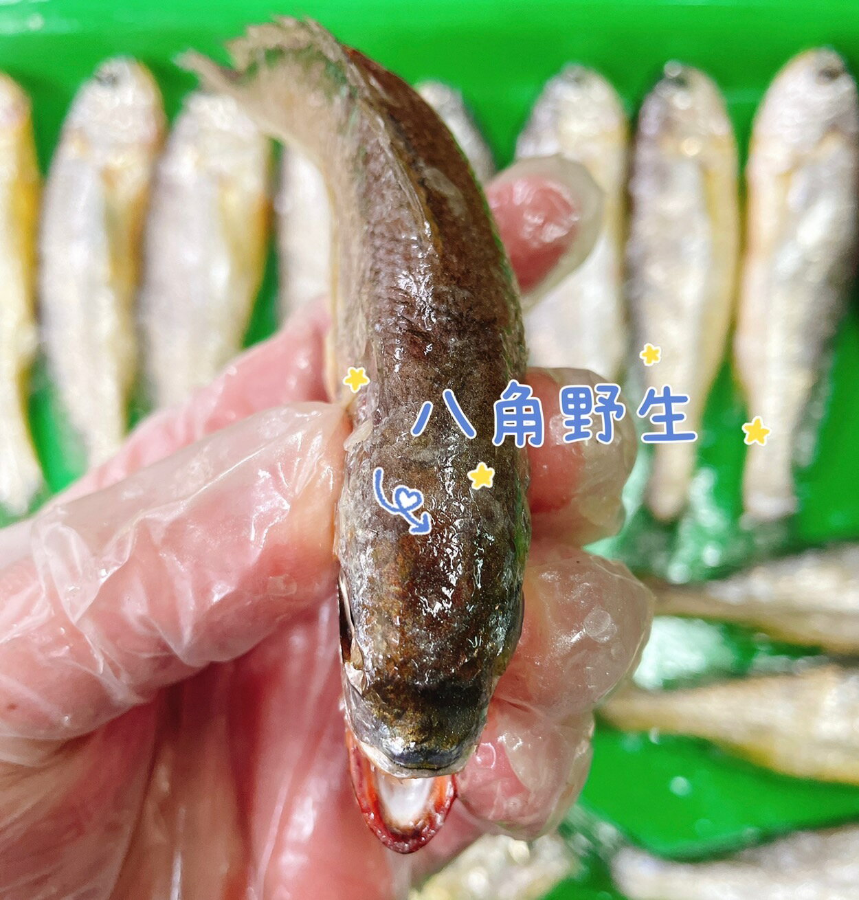 【天天來海鮮】馬祖野生冰鮮小黃魚 重量：1公斤（約16-18尾）真空包裝