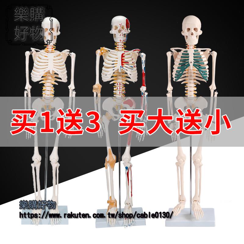 85cm180cm人體骨骼模型骨架可拆卸人體脊柱模型仿真骷髏標本
