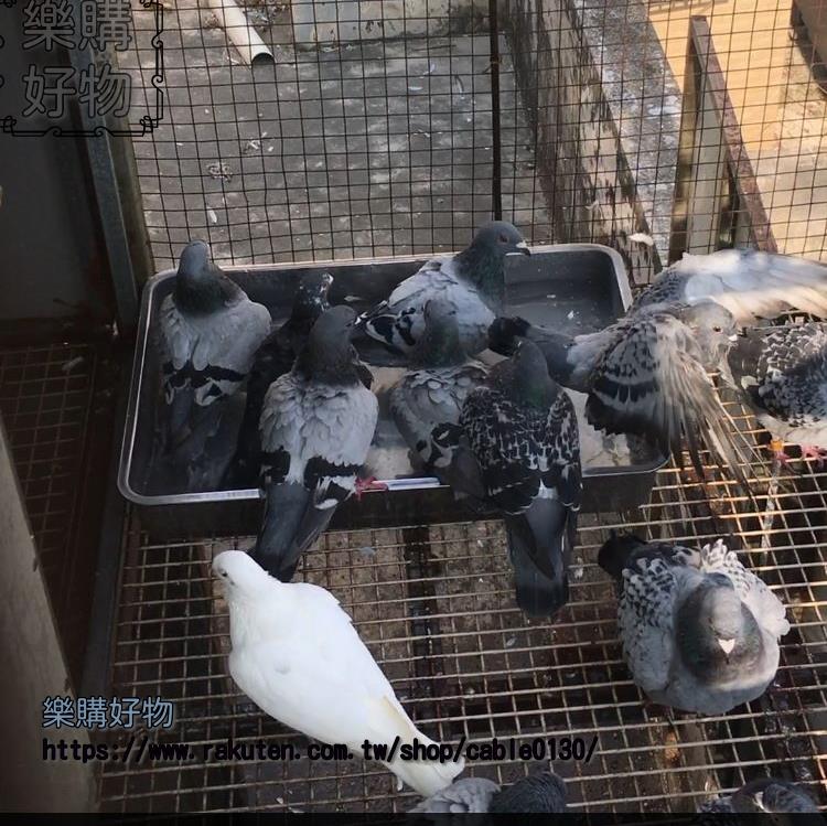 信鴿賽鴿專用大號浴盆鴿籠棲架巢箱站架用品用具不鏽鋼洗澡盆