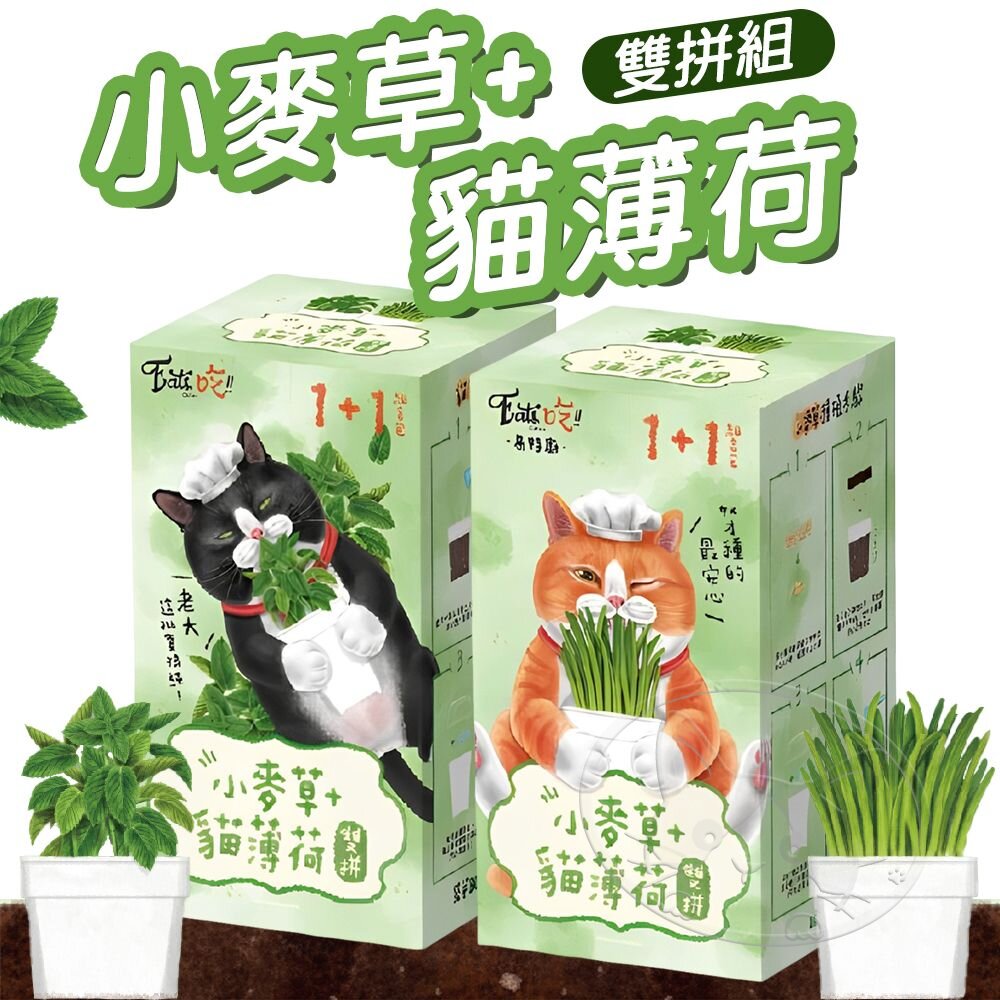 【299起免運】Eat s 易特廚 新鮮貓草 小麥草+貓薄荷 雙拼組 DIY 新鮮貓草 貓咪 紓壓 寵物【旺生活】