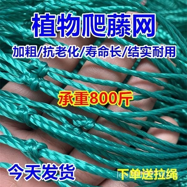 植物搭架網 店植物爬藤網 60股加粗種植網 絲瓜苦瓜弔瓜南瓜百香果攀爬網加粗植物爬藤網種植攀爬百香果葡萄絲瓜黃瓜苦瓜豆角