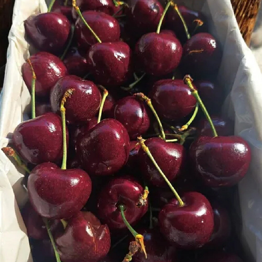 【仙菓園】紐西蘭亞尼士 空運櫻桃 原裝 1kg±10% 1