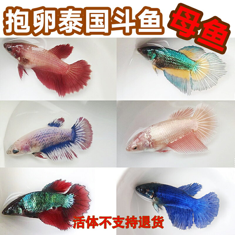 泰國斗魚母魚觀賞魚可群養抱卵繁殖半月母獅王將軍大耳包活小魚苗