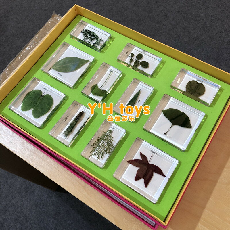 兒童認知實物標本幼兒園早教科普教學教育教具玩具昆蟲成長記標本