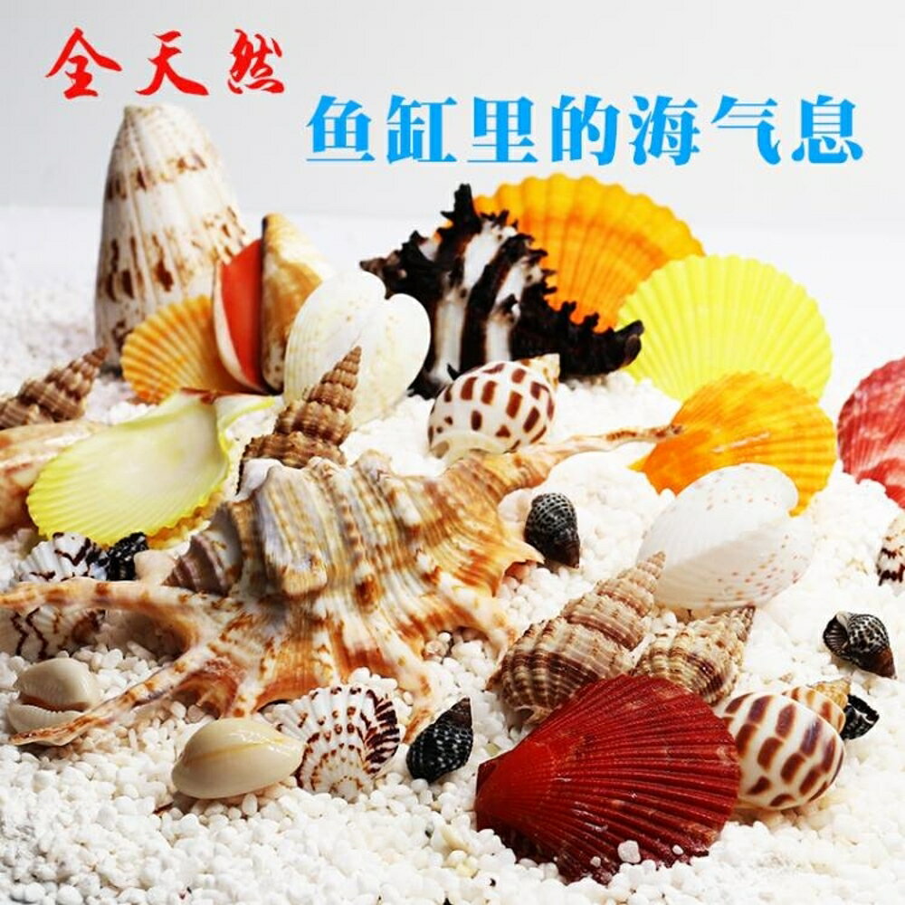 魚缸裝飾貝殼天然海螺貝殼魚缸造景造景水族箱擺件