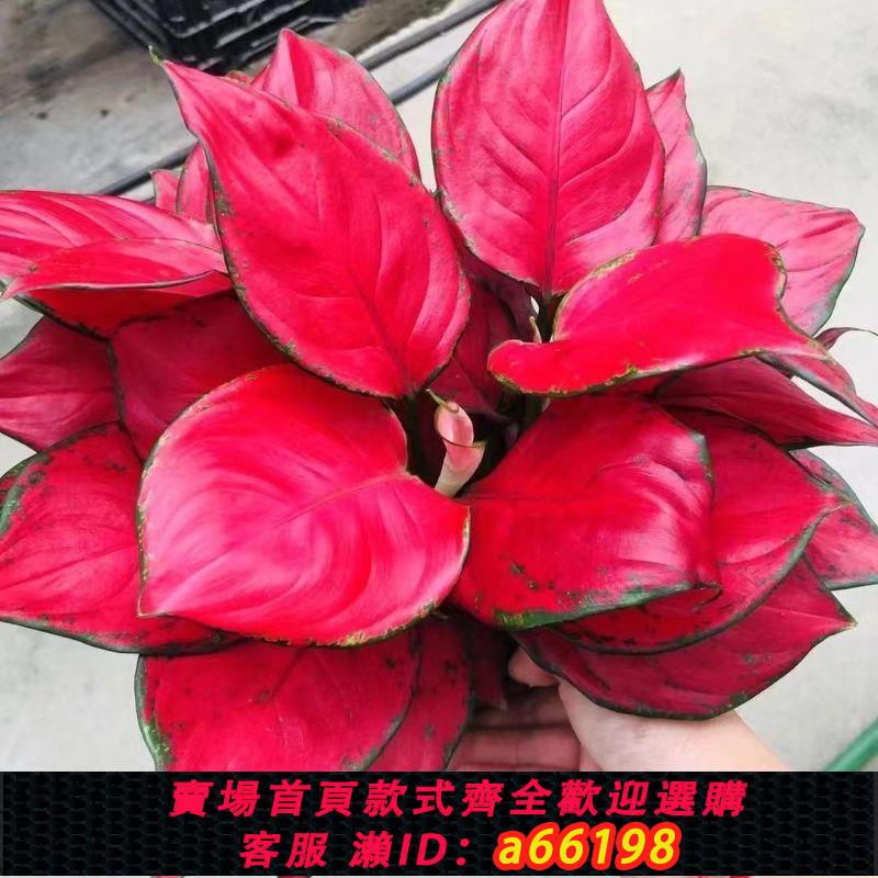 【臺灣公司 可開發票】如意皇后吉利紅盆栽辦公室內吸甲醛小綠植懶人水培植物好養易成活