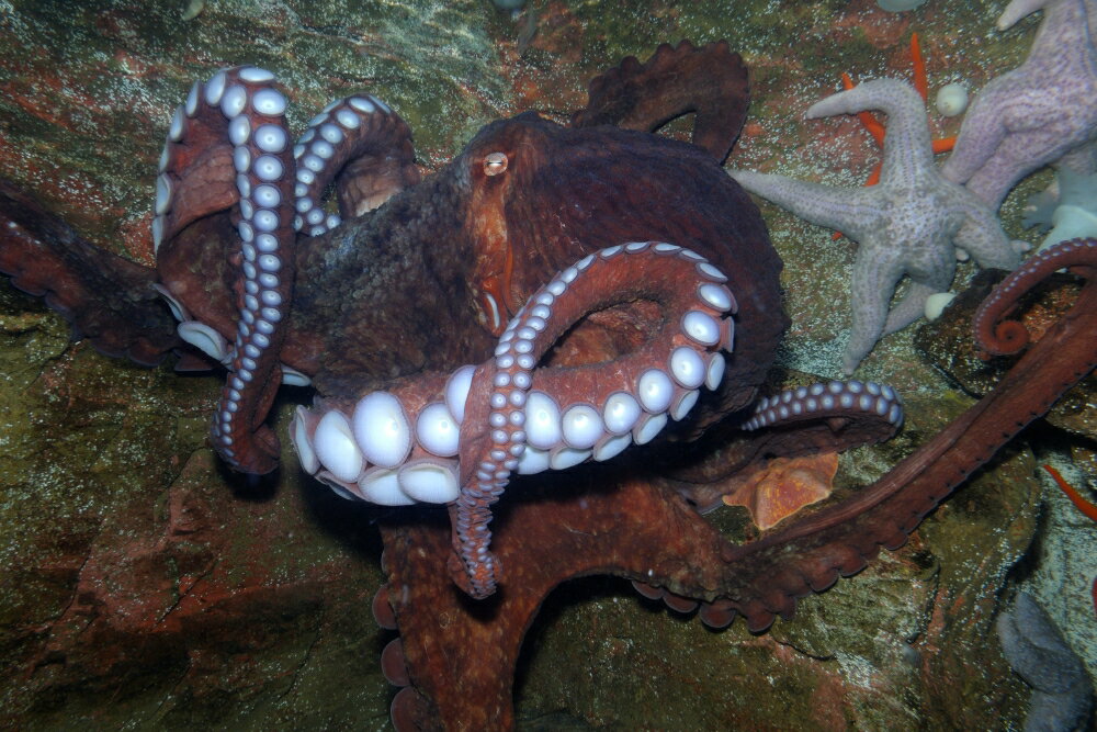 Posterazzi: Giant Pacific Octopus (Enteroctopus Dofleini) Poster Print ...