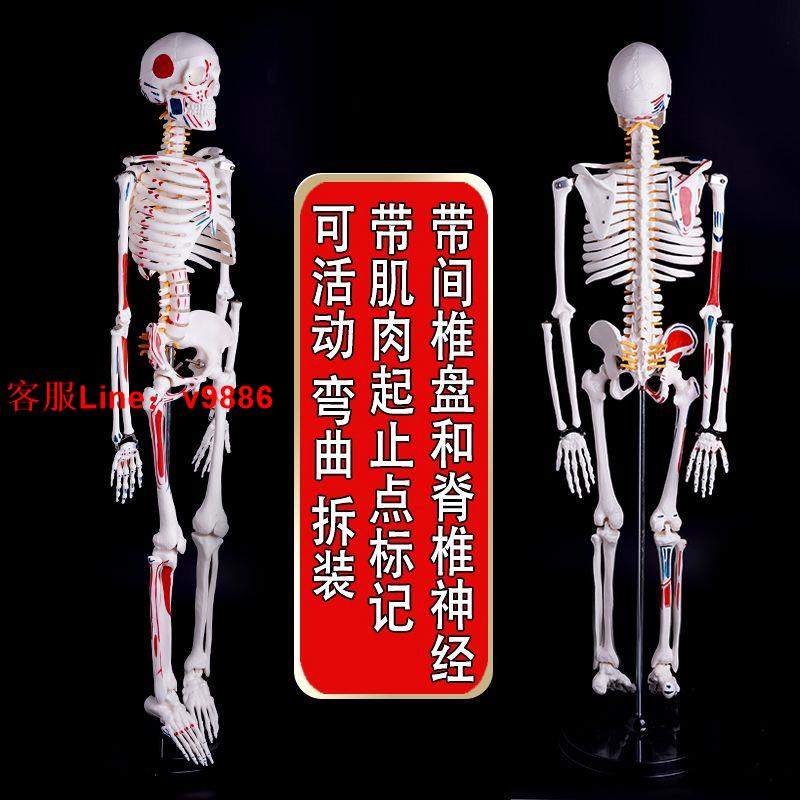 【最低價】【公司貨】人體骨骼模型骨架 帶肌肉可拆卸脊椎脊柱1:1醫學小白全身模擬美術