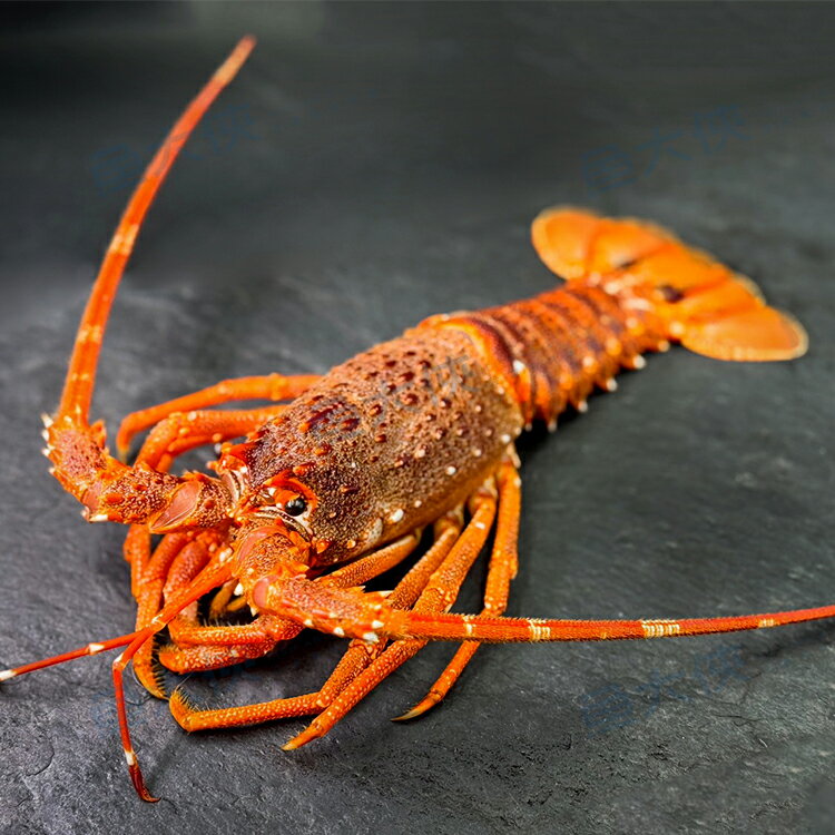 法國-生凍龍蝦(250~300g/尾)-2D1B【魚大俠】SP151