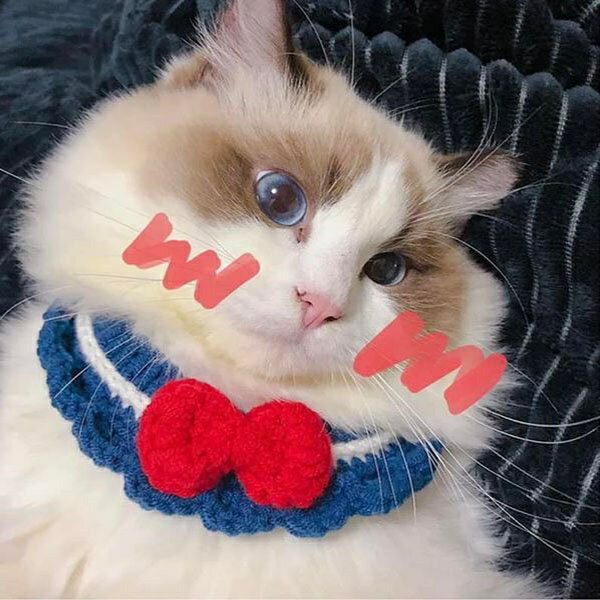 『台灣x現貨秒出』學院風藍底紅蝴蝶結毛線寵物裝飾領巾 貓咪項圈 狗狗項圈