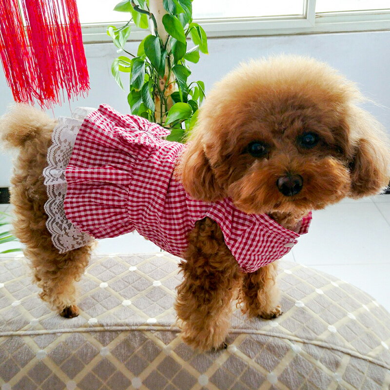 狗狗衣服泰迪貓咪夏季春秋款小型犬幼犬中型可愛裙子博美寵物薄款