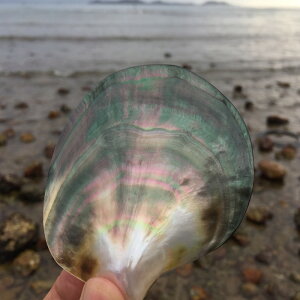 天然黑蝶貝殼創意家居工藝飾品攝影道具魚缸裝飾海螺珍珠母貝擺件
