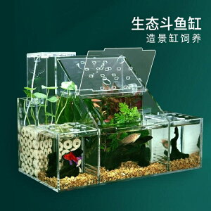 生態斗魚缸孔雀魚繁殖孵化專用隔離盒循環水過濾創意桌面斗魚排缸 雙十一購物節