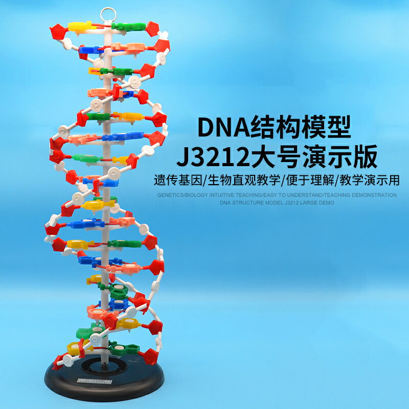 DNA結構模型/大號J33306雙螺旋60公分高中堿基對遺傳基因生物教學
