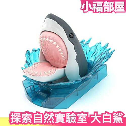 日版 BANDAI Exploring Lab Nature 大白鯊 組裝模型 探索自然實驗室 噬人鯊 鯊魚 益智手作 桌遊【小福部屋】