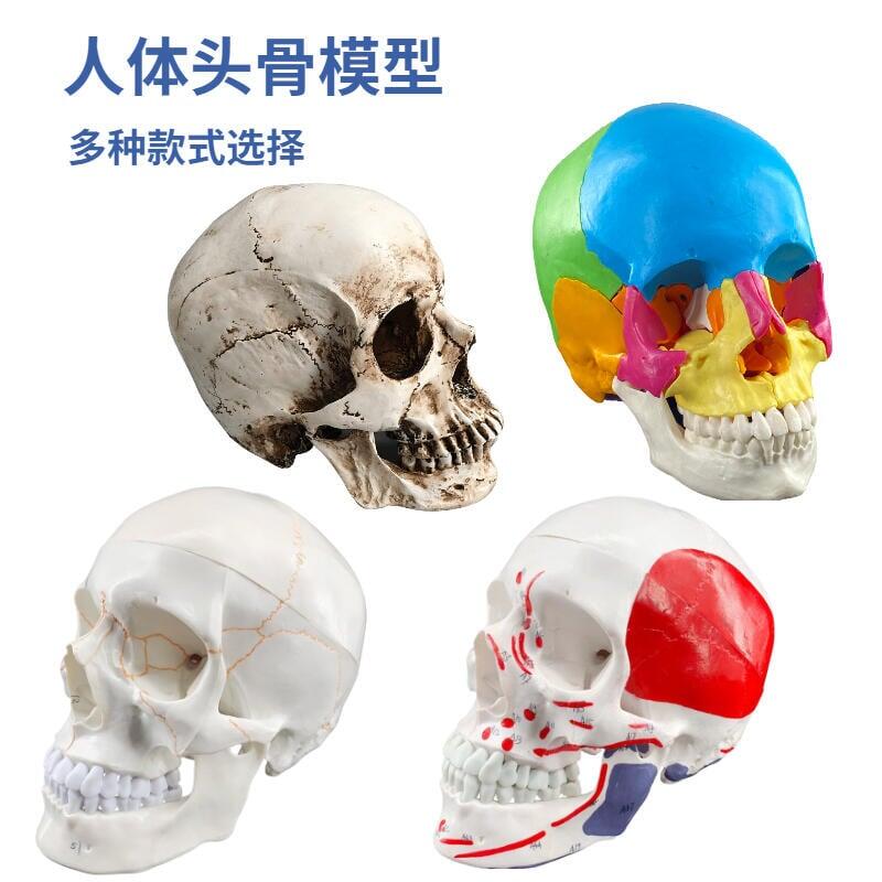 全網最低價~免運 成人壹比壹醫學模擬人體彩色頭骨模型頭顱骨解剖數字編碼標識骷髏