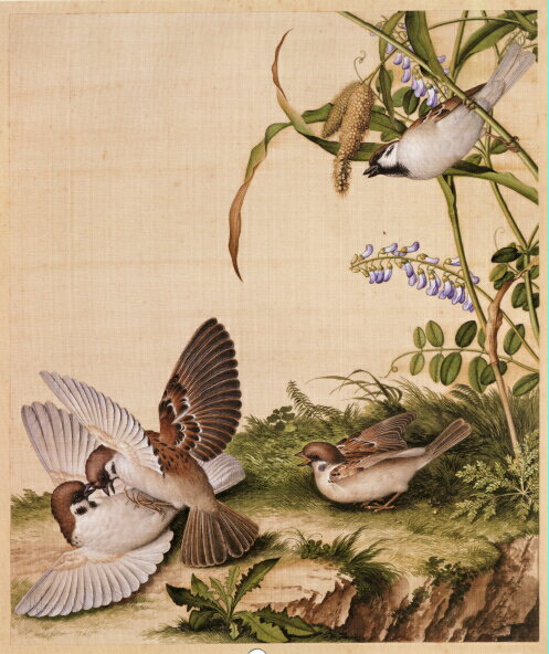 仿古畫名畫復製品清郎世寧谷花稷穗圖47-39釐米花鳥畫中國畫字畫
