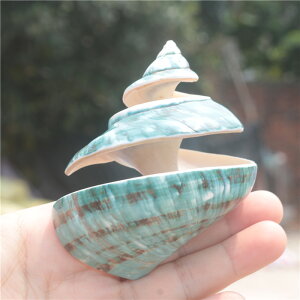 【螺貝藝】圓口綠螺海螺貝殼鏤空大綠螺水族魚缸造景裝飾家居擺件