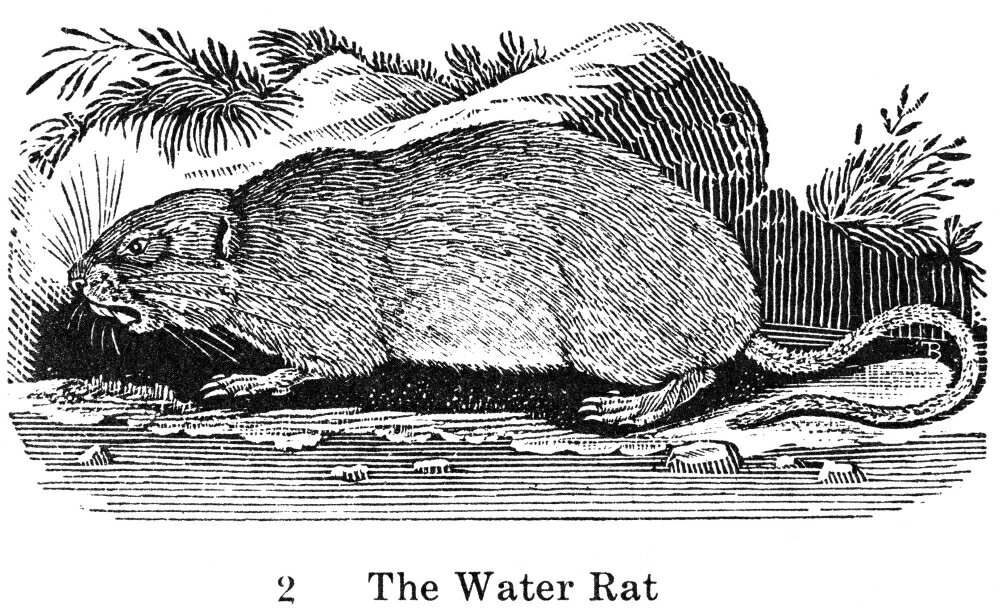 posterazzi-water-rat-nwood-engraving-early-19th-century-rolled-canvas