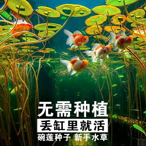魚缸水草種籽魚塘布景凈化水質的種孑懶人造景淡水浮萍睡蓮植物種