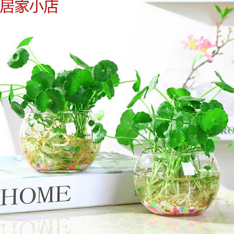 花瓶盆栽水培銅錢草含玻璃瓶室內桌面綠植花卉水養植物根莖吸甲醛