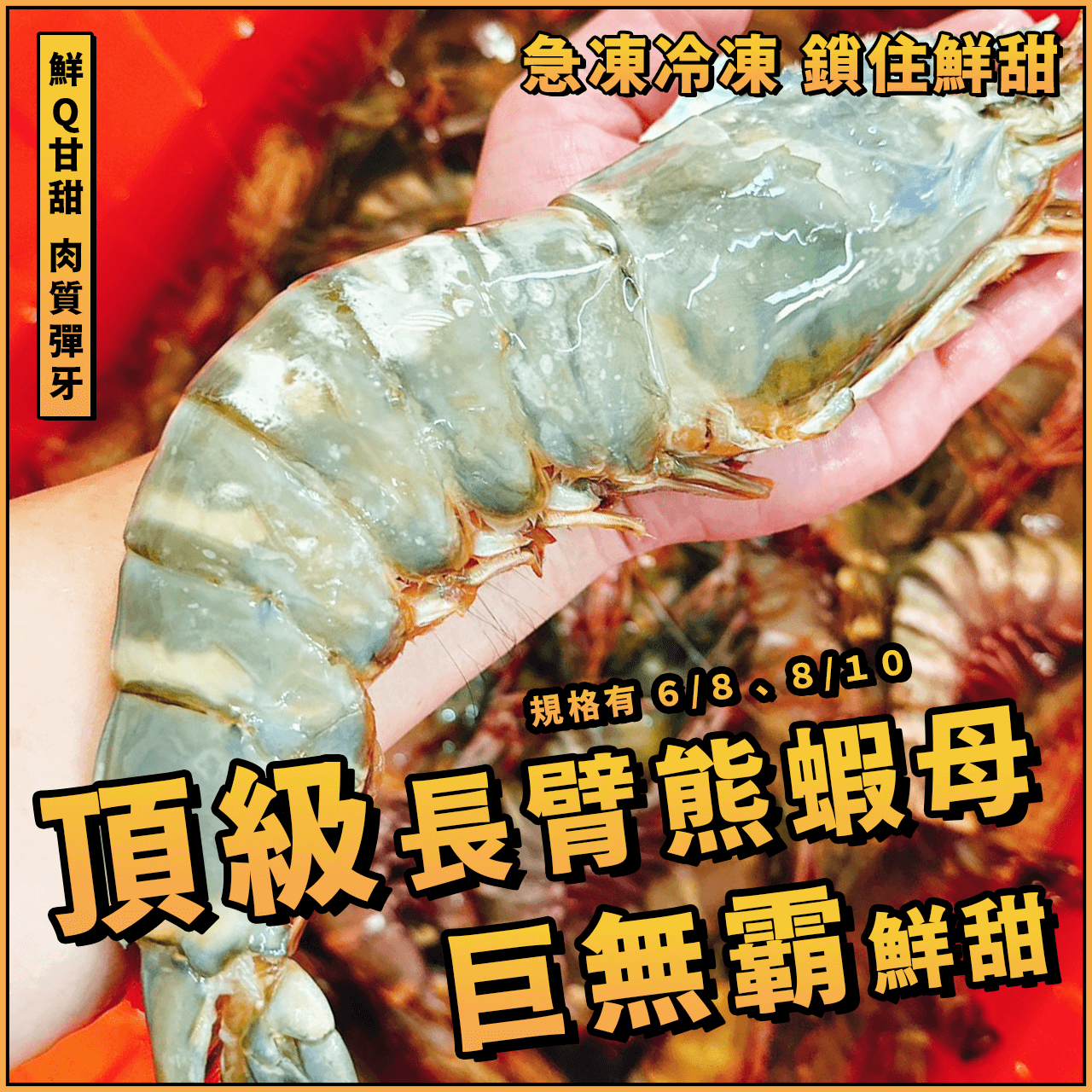 【天天來海鮮】頂級長臂熊蝦母／巨無霸鮮甜手臂蝦／大草蝦／海虎蝦／手臂蝦／肥豬蝦／熊蝦熊蝦野生海草蝦