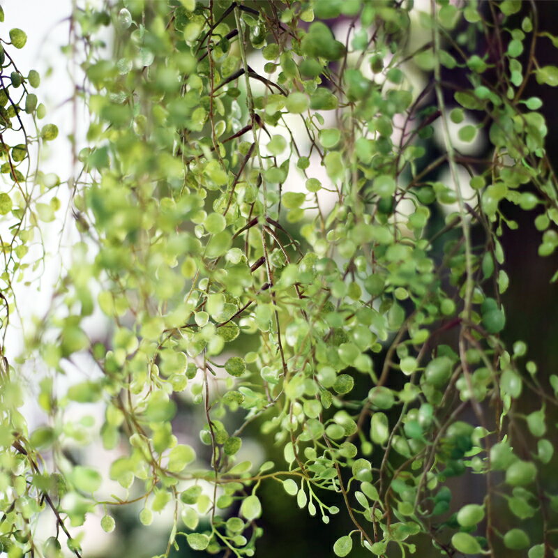 七茉 垂吊掛蕨類植物藤蔓仿真系列樹藤葉子裝飾壁掛造景永生葉片