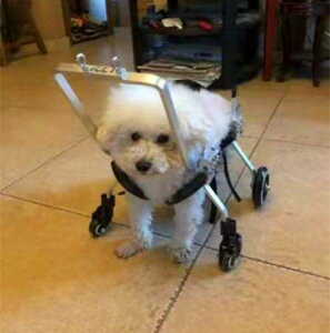 老年狗輪椅前肢四輪寵物偏癱狗車前腿殘疾車全身四肢癱瘓狗輔助車