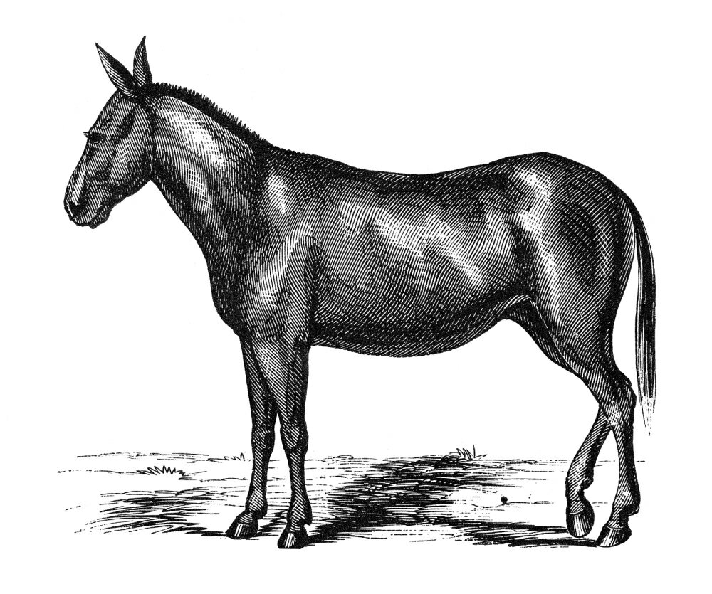 Posterazzi: Donkey 19Th Century Na Donkey Or Mule Engraving 19Th ...