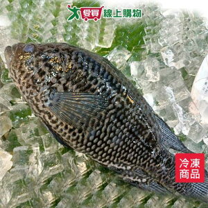 台灣珍珠石斑300~400G/尾【愛買冷凍】
